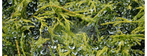 L'alga spirulina fa dimagrire davvero?