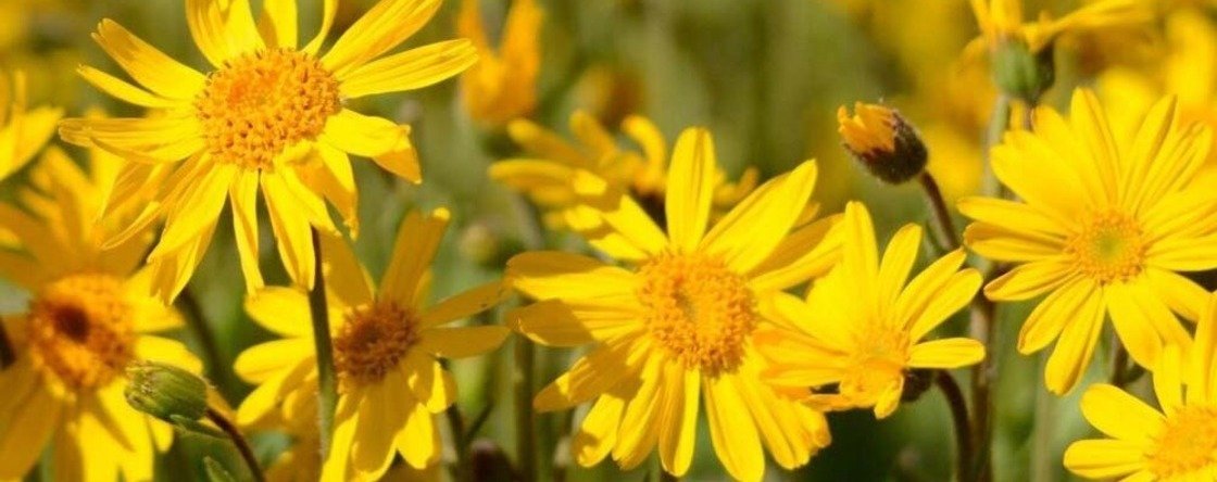 A cosa serve e quando usare la crema all'arnica