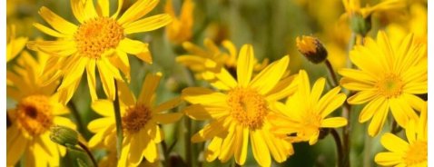 A cosa serve e quando usare la crema all'arnica