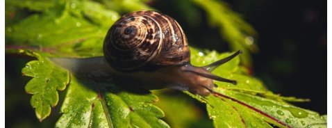 Quali sono le migliori creme alla bava di lumaca