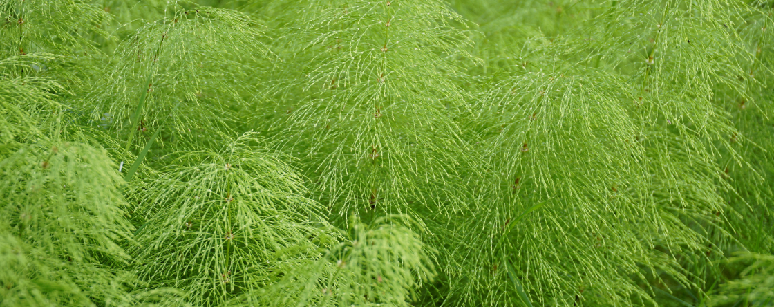 Quali sono i benefici della coda cavallina?