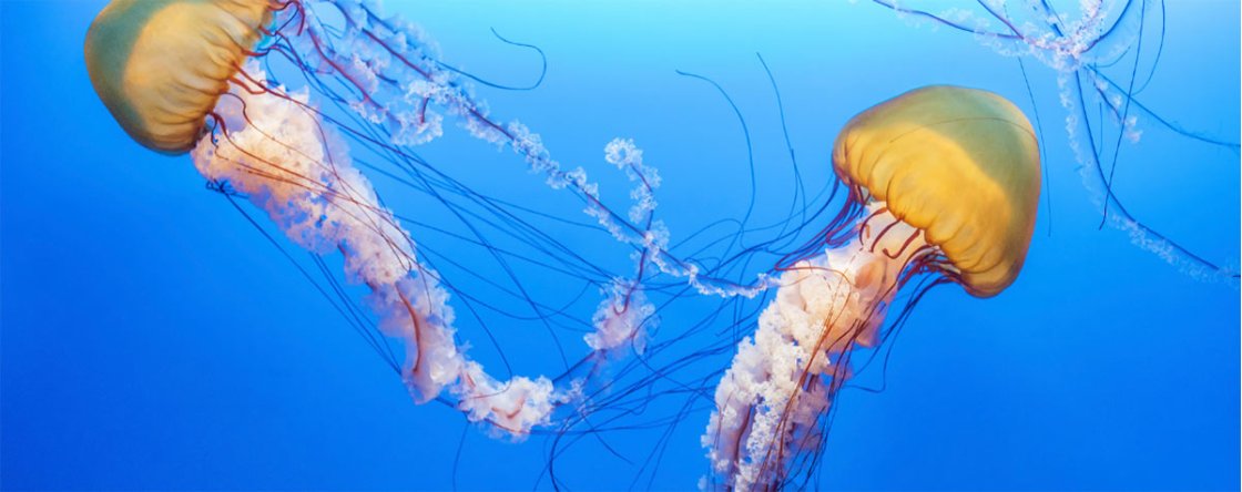Come comportarsi in caso di puntura di una medusa