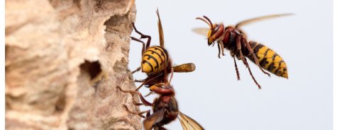 Come alleviare una puntura di calabrone