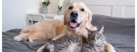 Antiparassitari per cani e gatti