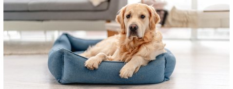 Pulci e zecche nel cane: come proteggerlo da possibili malattie