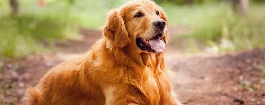 Leishmaniosi del cane: sintomi e raccomandazioni