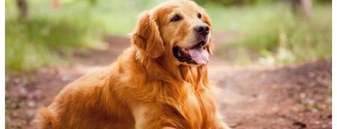 Leishmaniosi del cane: sintomi e raccomandazioni