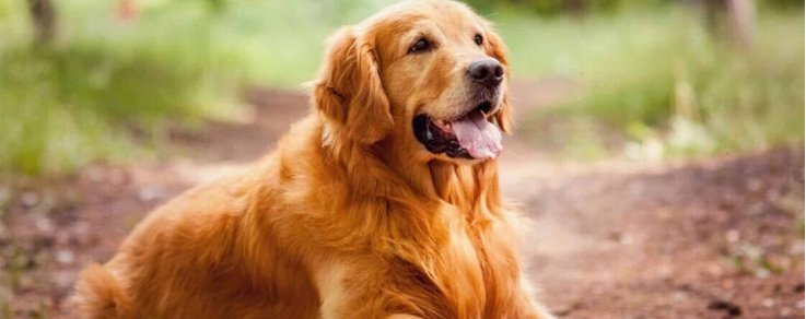 Leishmaniosi del cane: sintomi e raccomandazioni