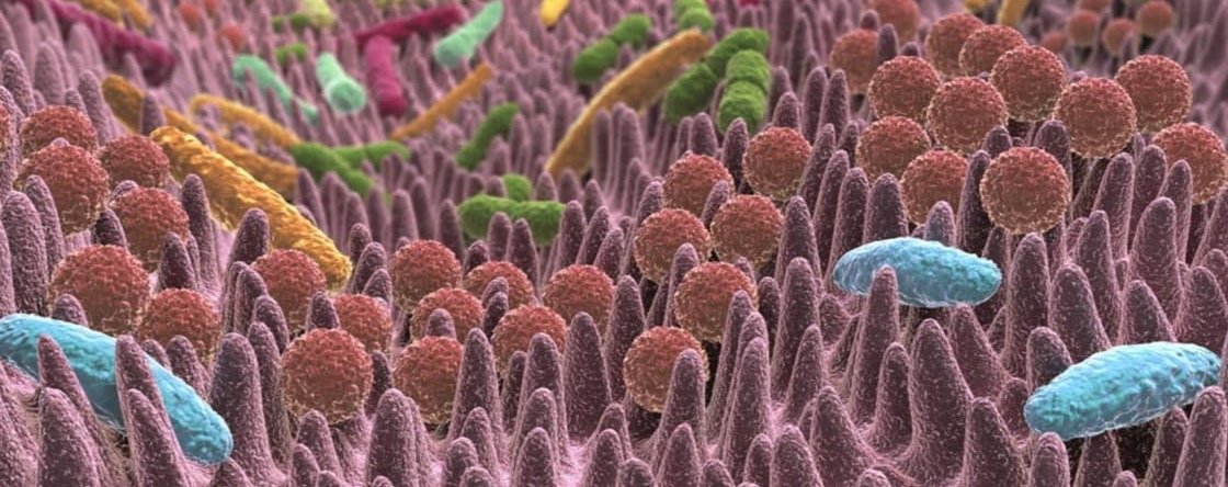 Come rafforzare il microbiota intestinale?