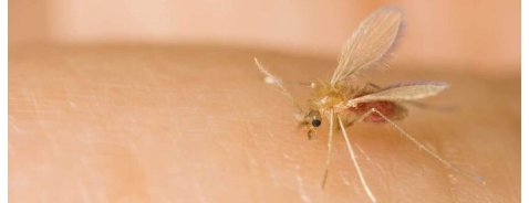 Che pomata usare per le punture di pappataci