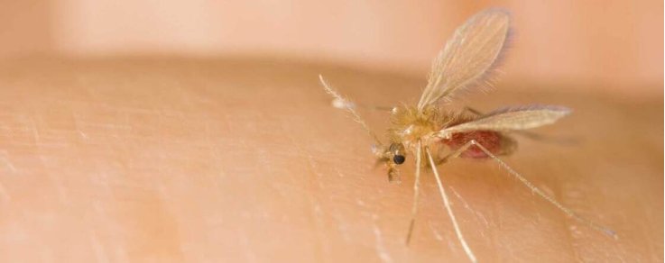Che pomata usare per le punture di pappataci
