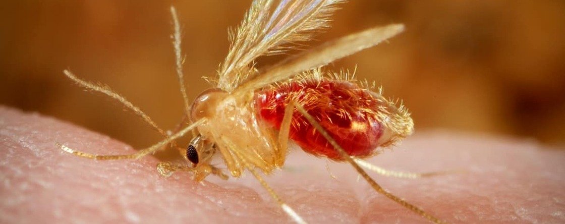 Come riconoscere le punture di pappataci