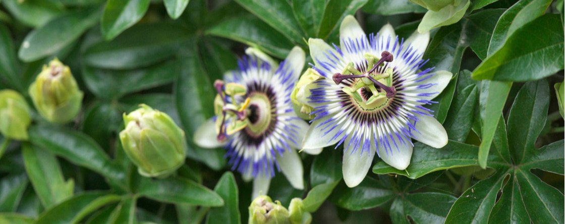 A cosa serve la passiflora?