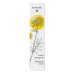 Crema Detergente Dr.Hauschka Spring 2024 Limited Edition