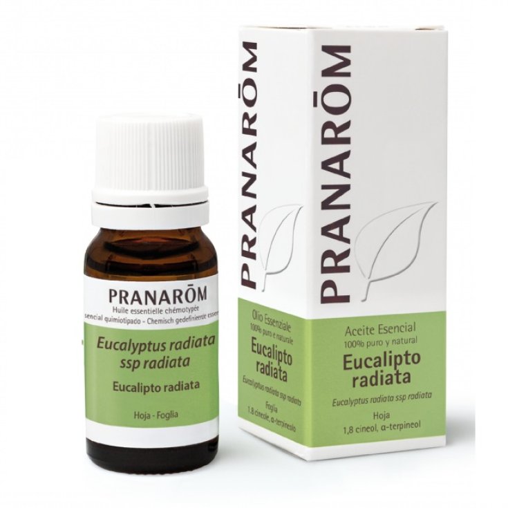 Eucalipto Radiata OE PRANARÕM 10ml