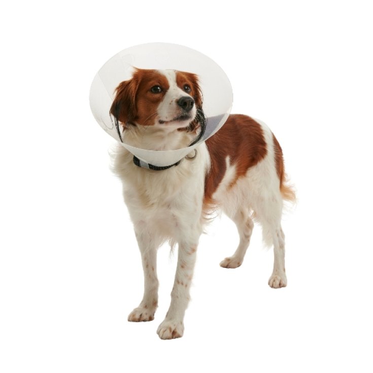 Collare Clic trasparente - 35 cm Kruuse