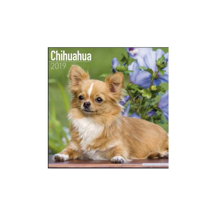 Calendario Chihuahua RECORD