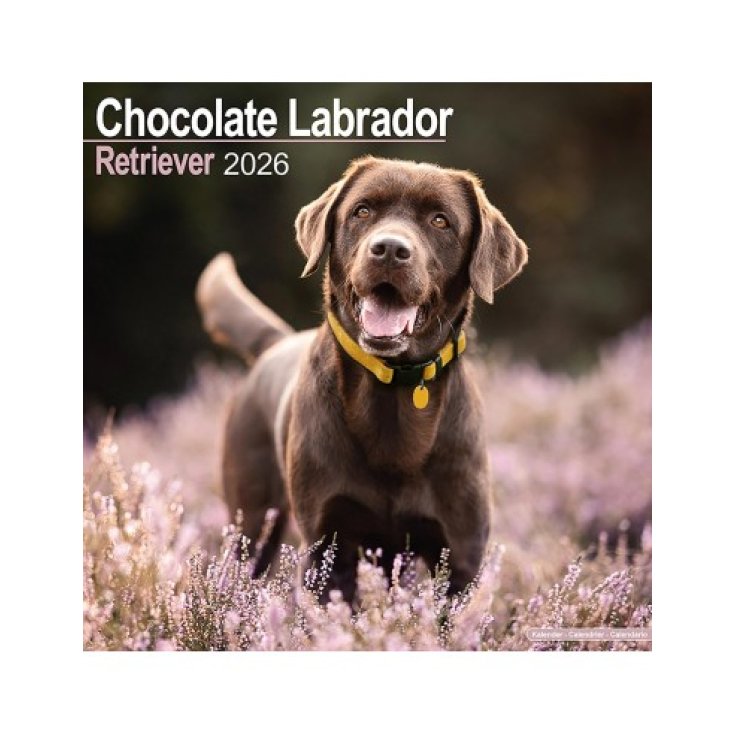 Chocolate Labrador Retriever Record 1 Pezzo