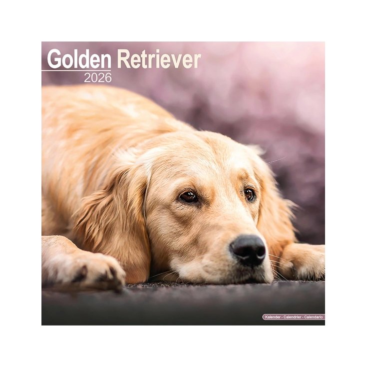 Calendario Gloden Retriver Record