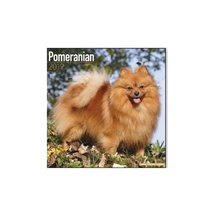 Calebdario Volpino di Pomerania Record