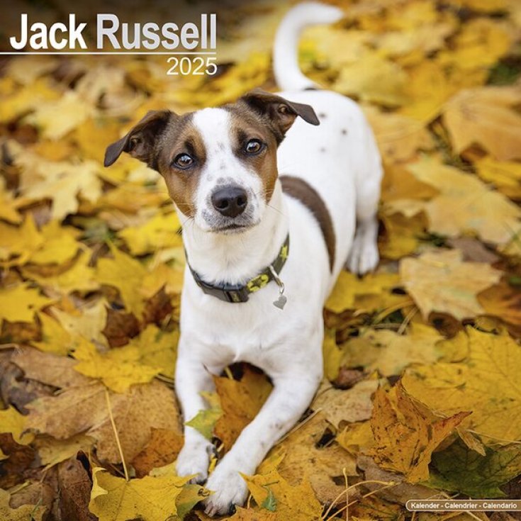 Calendario Jack Russell 30,5x30,5cm Record 1 Pezzo