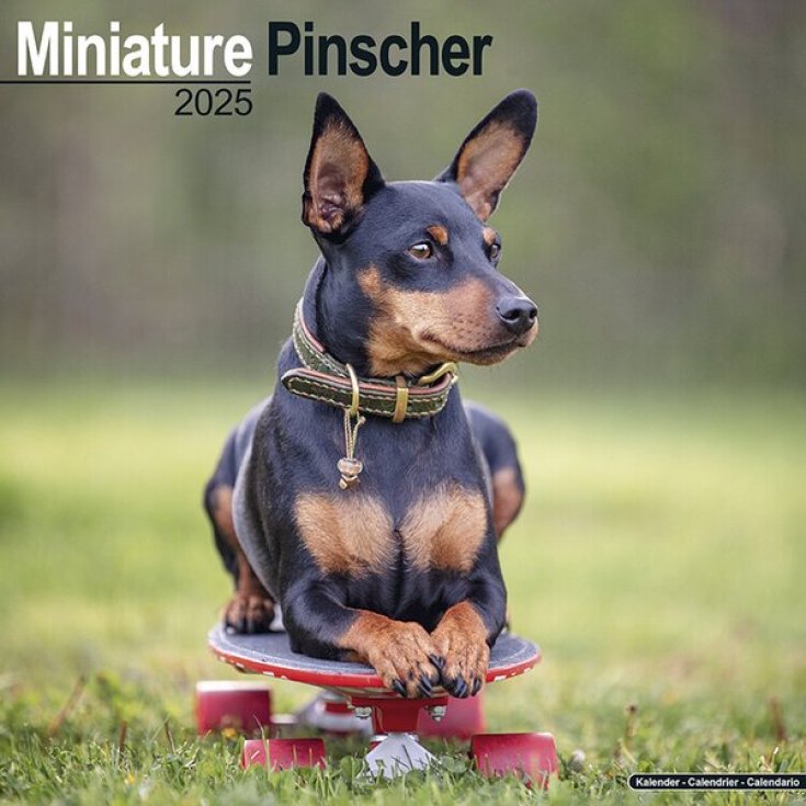 Miniature Pinscher Record 1 Pezzo