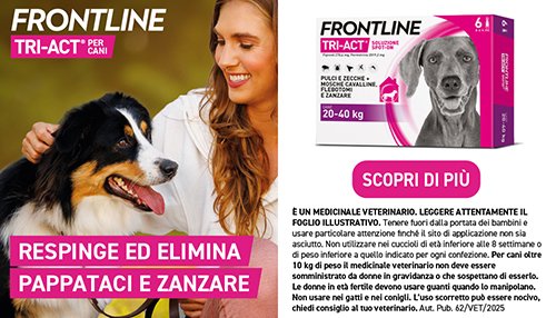 promo frontline