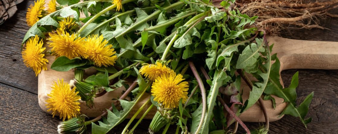 A cosa servono le tisane di tarassaco?