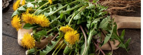 A cosa servono le tisane di tarassaco?