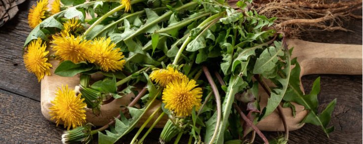 A cosa servono le tisane di tarassaco?