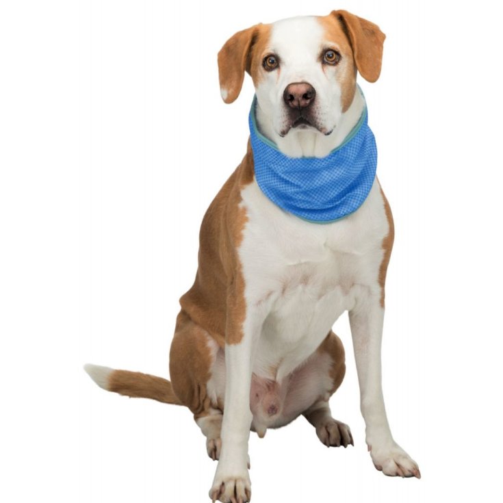 Bandana Rinfrescante in Pva Misura M 28-40cm