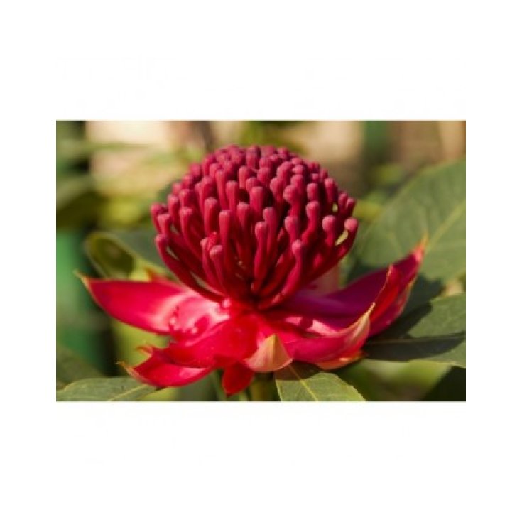 Waratah Essenza 15ml