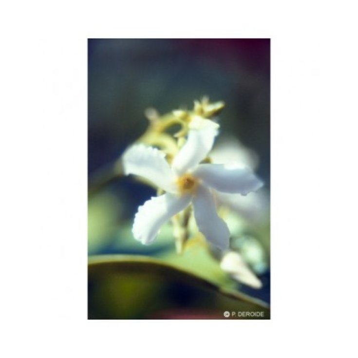 Natur Jasmin (Jasmine Officinalis) Essenze Floreali Californiane 7,4ml 