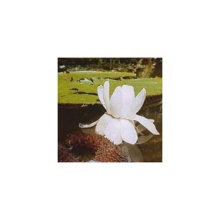 Victoria Regia Essenze Korte PHI - Essenze Orchidee Amazzonia 15ml 