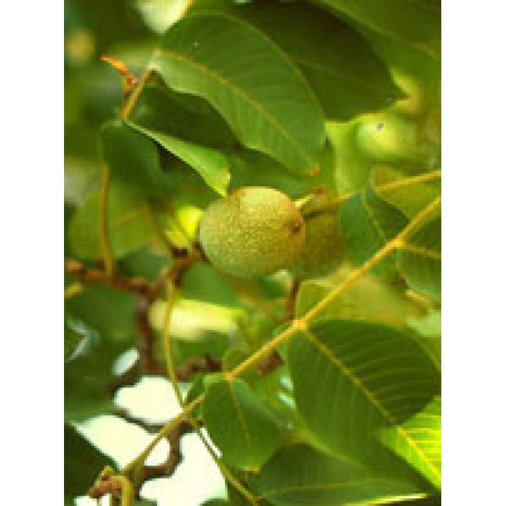 Herboplanet Msa Prunus Amygdalus Integratore Alimentare 50ml