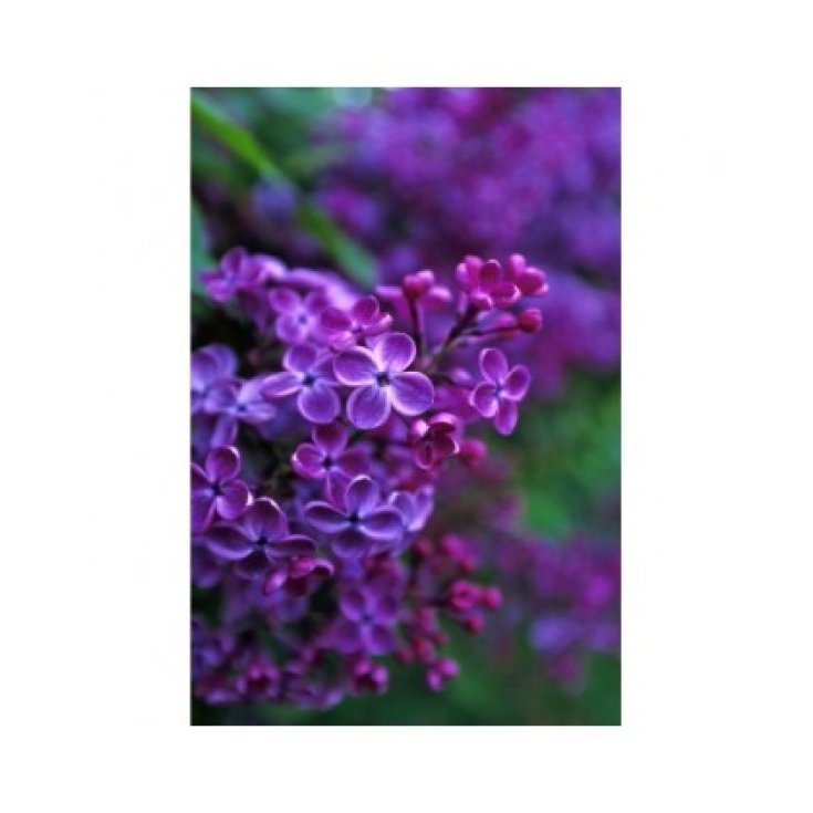 Lilac Essenza Floreale 7,4ml