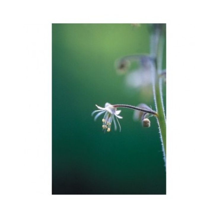 Lace Flower Essenze Floreali Dell’Alaska 7,4ml 