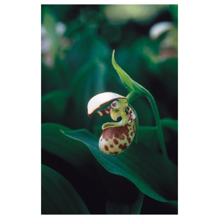 Northen Lady's Slipper Essenze Floreali Dell’Alaska 7,4 