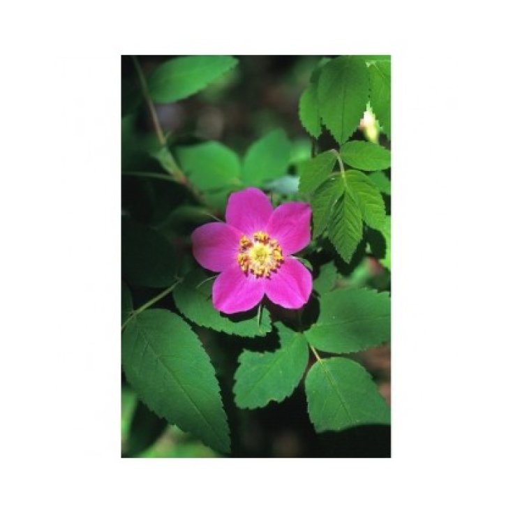 Prickly Wild Rose 7,4ml Alaska