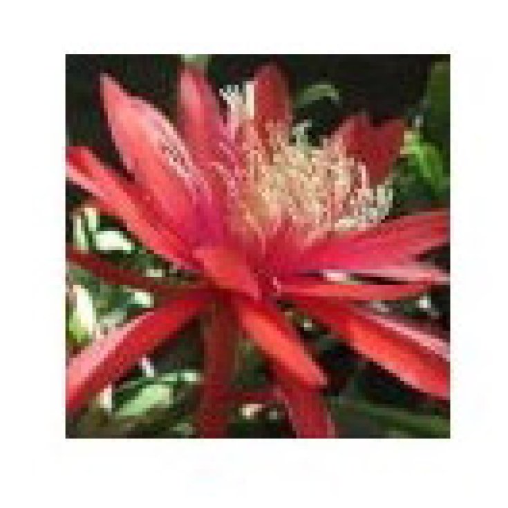 Red Orange Epiphyllum Essenze Deserto Arizona 10ml