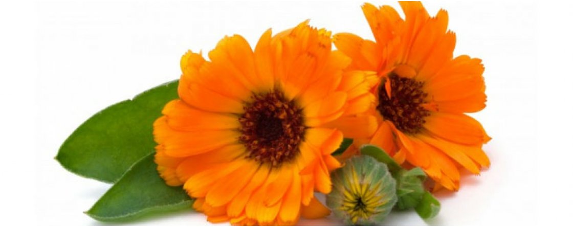 I benefici della Calendula sulla pelle