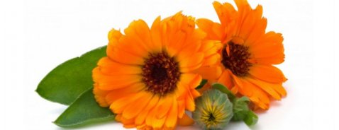 I benefici della Calendula sulla pelle