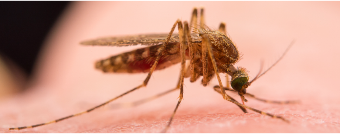 L’arrivo delle temute zanzare: come alleviare il prurito delle loro punture