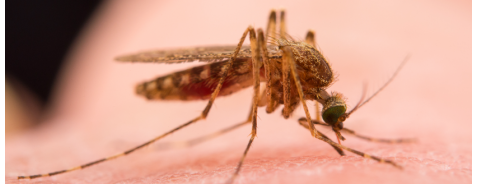 L’arrivo delle temute zanzare: come alleviare il prurito delle loro punture