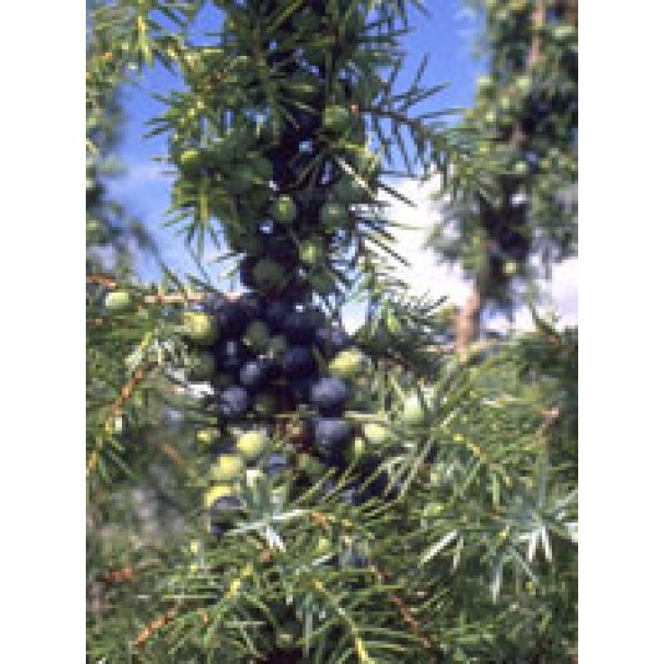 Msa Juniperus Commun 50ml