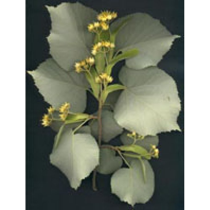 Herboplanet Tilia Tomentosa M.S.A. 50ml