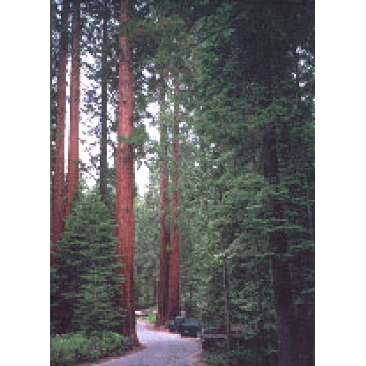Msa Sequoia Gigantea 50ml
