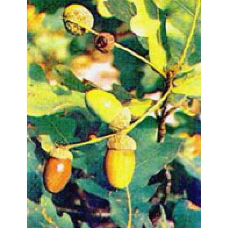 Msa Quercus Peduncol 50ml