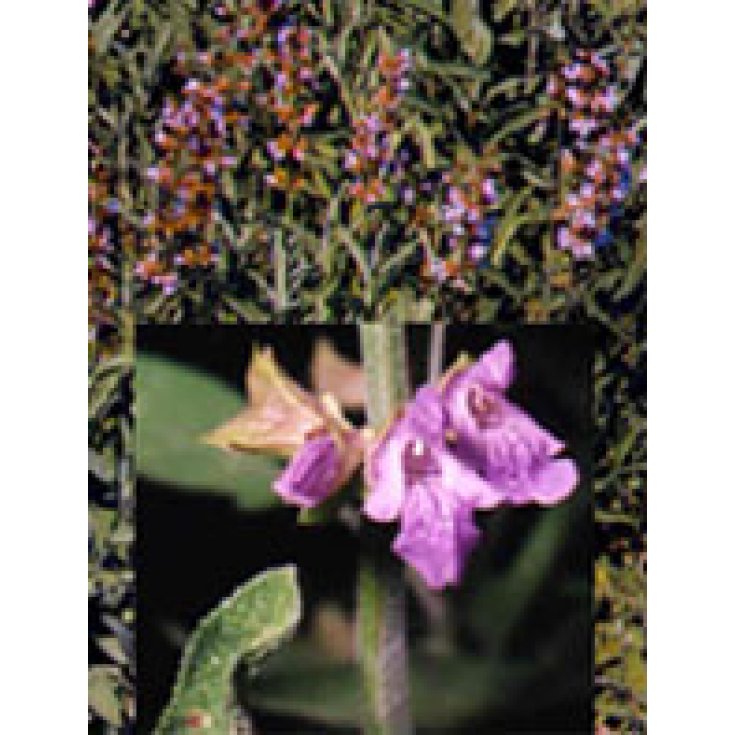 Tsa Salvia Officinalis 50ml