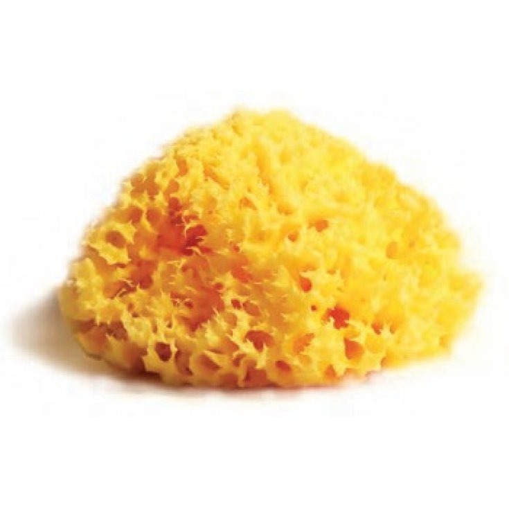 Image of Spugna Loofah C.M. Carloni 1 Pezzo033